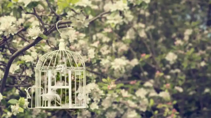分辨率1920x1080电脑壁纸下载 简  介 笼中鸟壁纸,笼中鸟渴望