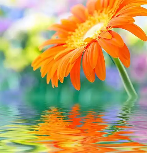 美丽鲜花与水纹背景