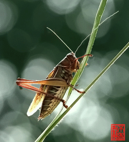 【素材】几张动态小虫图2