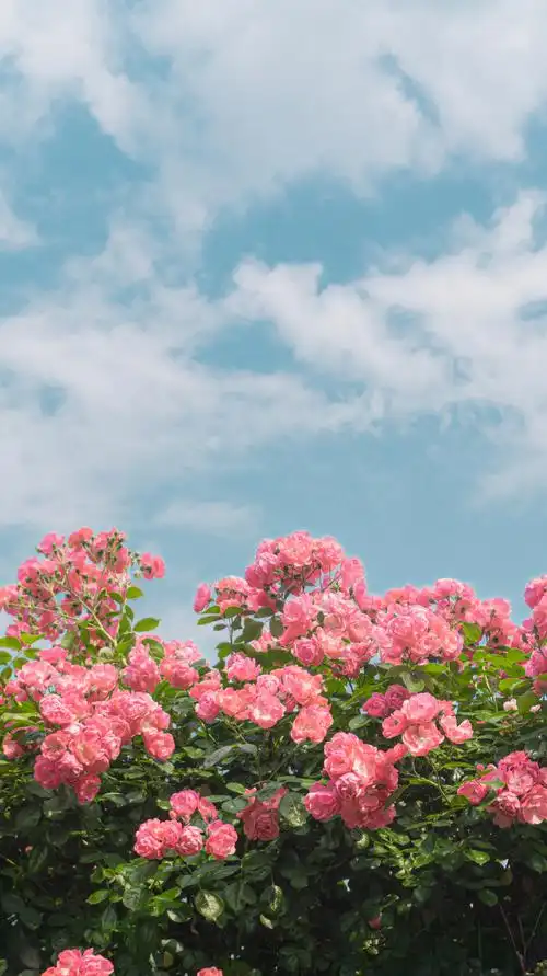 花朵壁纸##风景壁纸##锁屏壁纸##小清新