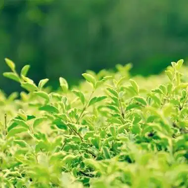 风景植物头像图片大全