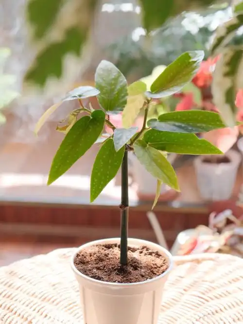 我家的99种植物tamaya秋海棠