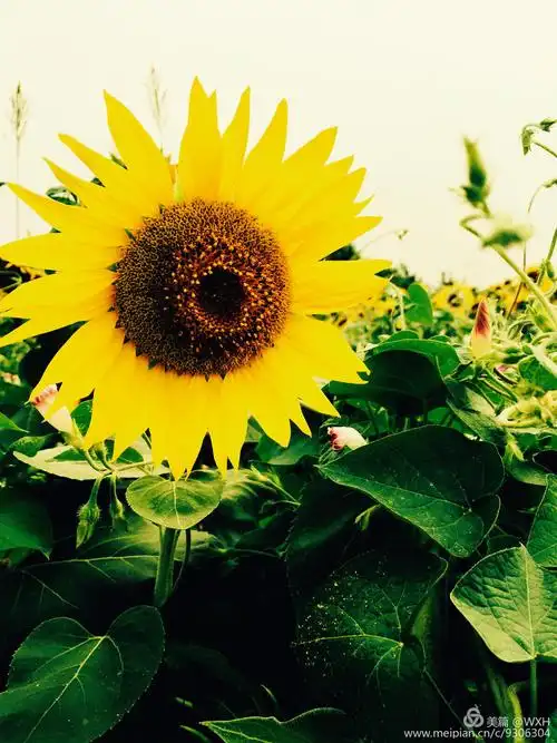 心有阳光,世界就会多彩,用微笑去感受生活,做一个快乐的女人.