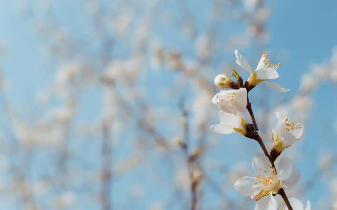 小清新唯美樱花高清桌面壁纸