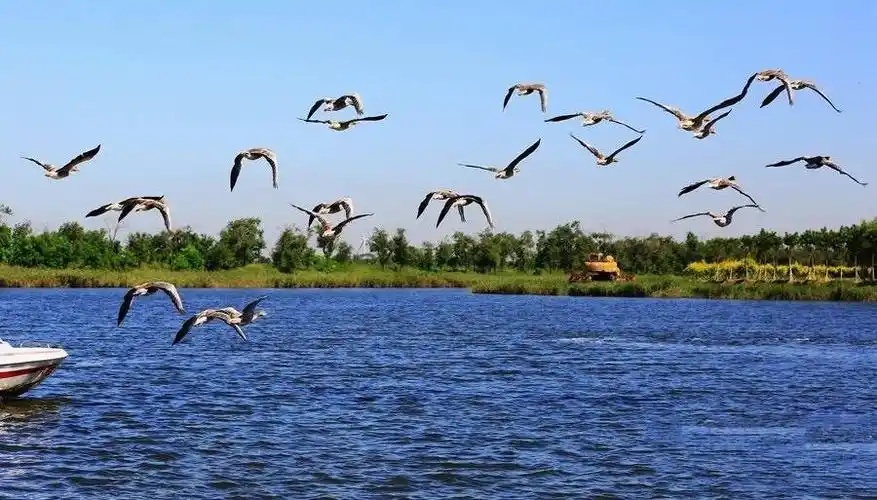 河北省生态自然保护区——黄骅南大港湿地公园 - 美篇