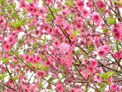 微信测桃花运在哪里_旺桃花运的微信头像