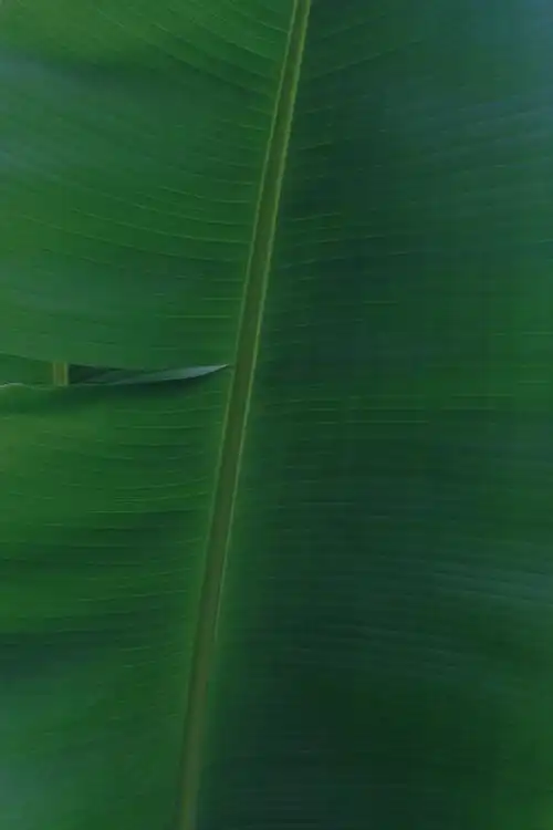 91绿色壁纸小天地(12.28评论有更新)