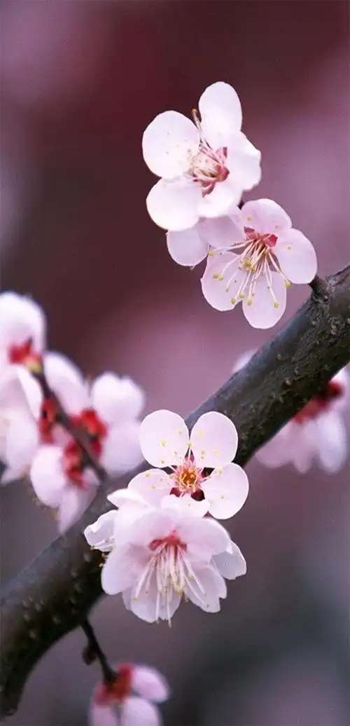 700_1450竖版 竖屏