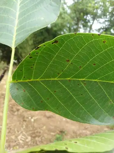 植物保护专业拓展二班,第三组,张莹莹,16221141206