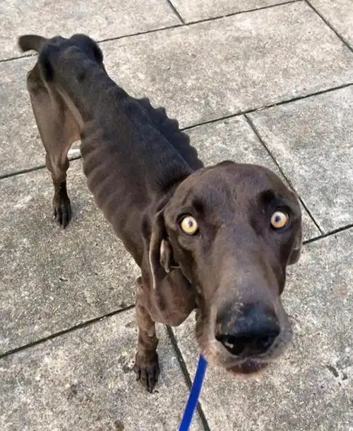 美国坚强流浪狗饿至皮包骨仍奇迹生存