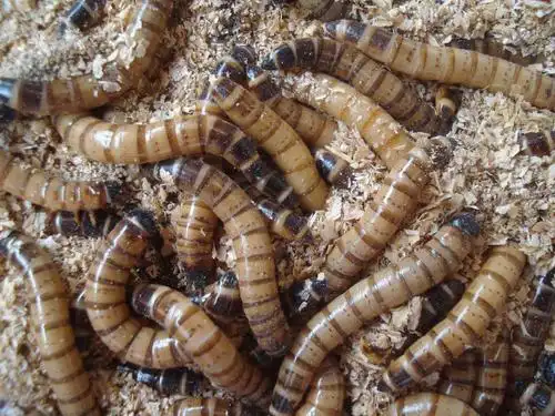 大麦虫种虫 农村特种养殖创业项目养殖大麦虫