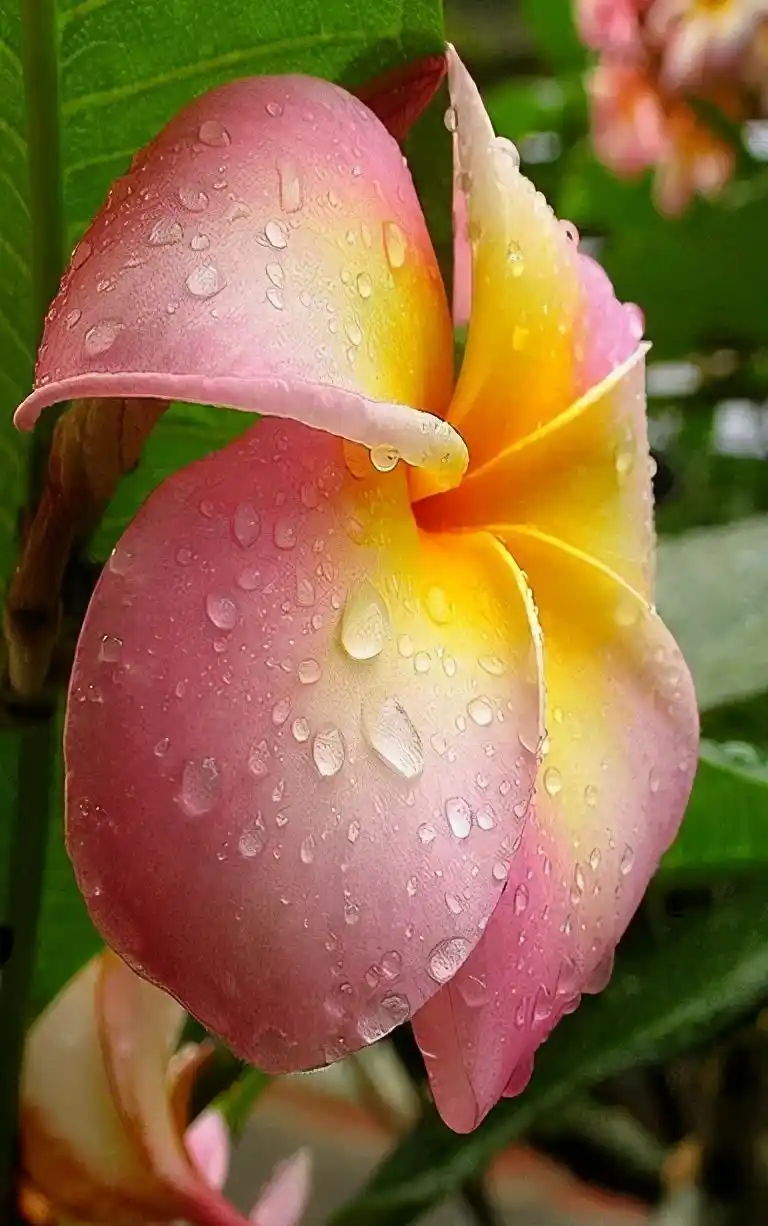 全球最美的花儿,你看过见过?