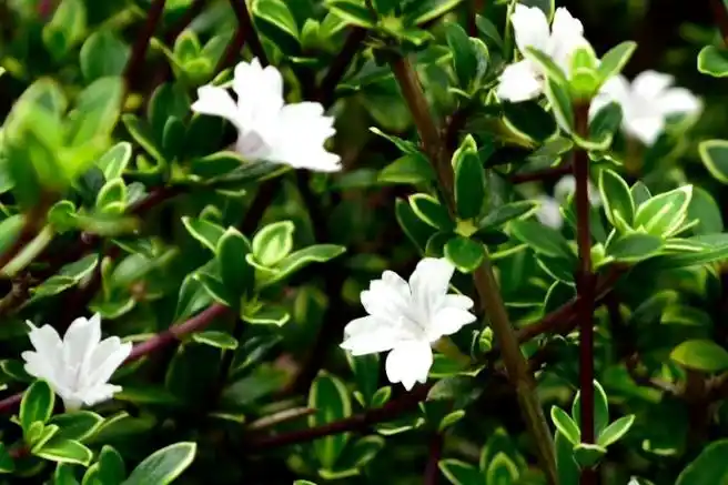 白马骨的功效与作用