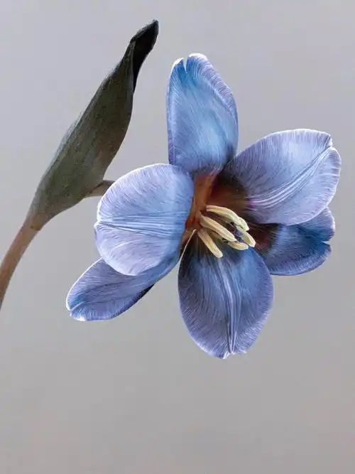 花语:爱,慈爱,祝福,美丽9309花期:7-14天左右9309特点:郁金香