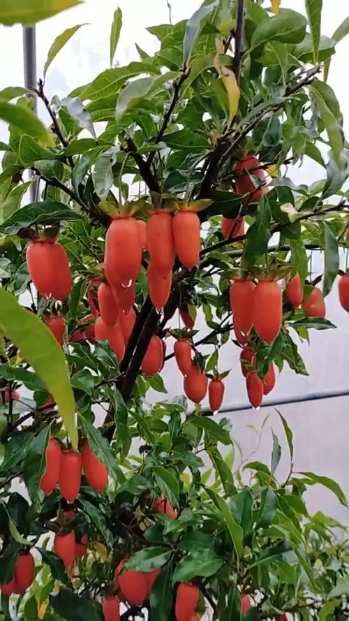 胡萝卜长树上了?