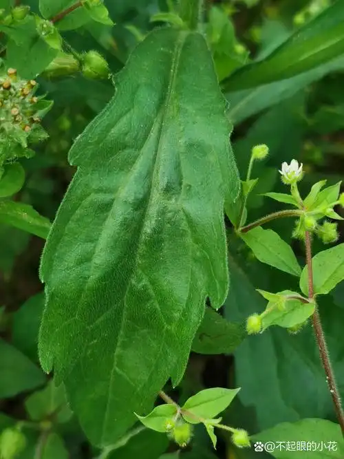 小蓬草,又名风湿草,飞蓬草,小白酒草.