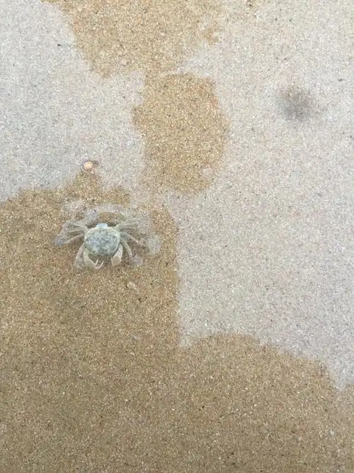 萌萌哒的小螃蟹在软软的沙滩上行走