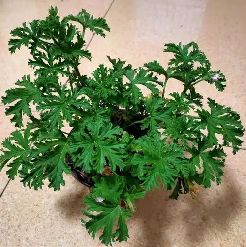 嗯,驱蚊草那确实可以驱赶蚊子,因为驱蚊草的话,它的味道比较浓烈,蚊子