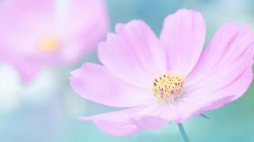 粉色的花,少女的心,鲜花-回车桌面