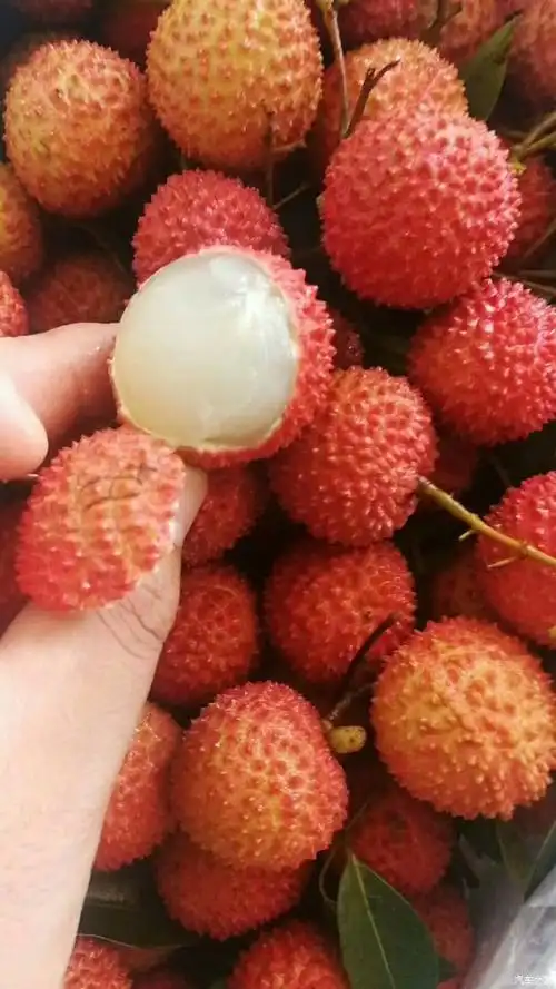 夏日六月荔枝季,硕果累累!