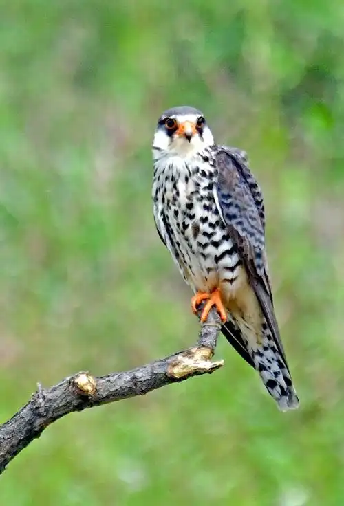 消灭害虫功绩卓著阿穆尔隼