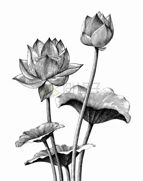 荷花和荷叶手绘素描插画png图片免抠矢量素材