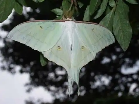 p>大水青蛾, i>actias artemis /i> (bremer et gray, 1853),天蚕蛾