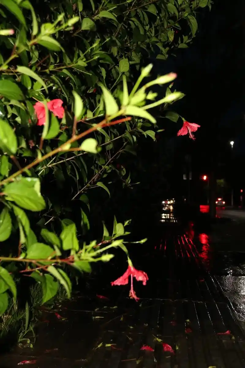 雨后落花.#我的摄影日记   赏一地落花 - 抖音