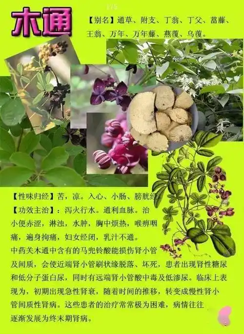 300种常见中草药图谱含功能主治