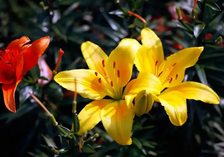 图片大全 植物花卉 各种颜色的百合花图片 > 各种颜色的百合花图片 第