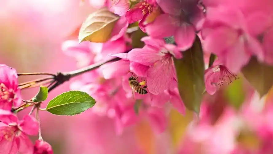 粉红色的樱花,绽放,蜜蜂,春天 iphone 壁纸