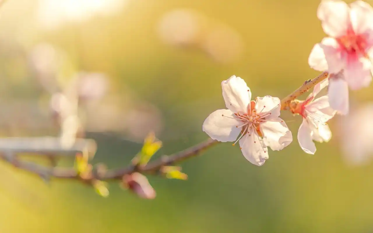 小清新淡雅花卉图片电脑壁纸-植物壁纸-壁纸下载-美桌网