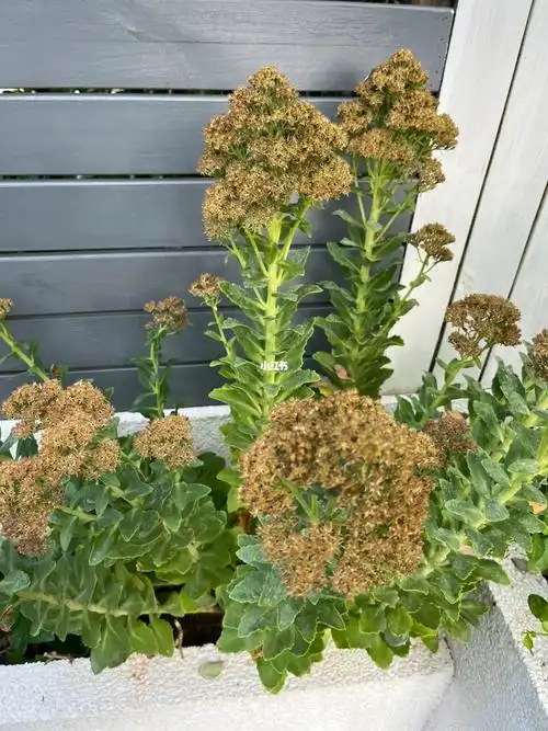 问下各位大神,八宝景天开谢了怎么处理?