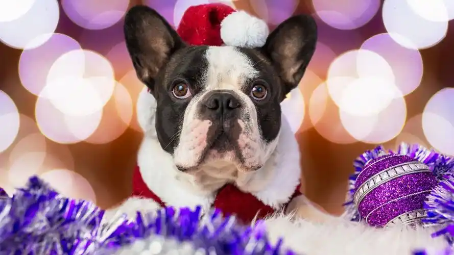 可爱的圣诞小狗高清桌面壁纸下载