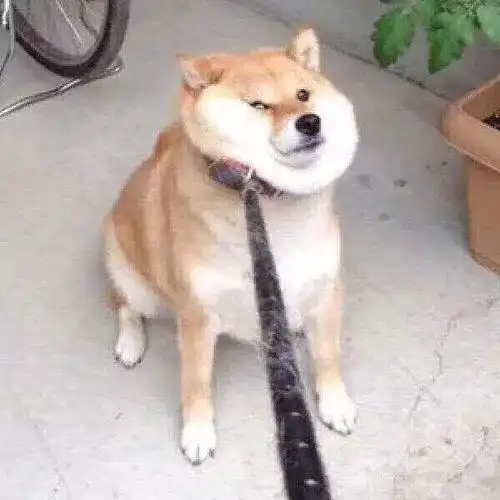 女生和狗的情侣头像