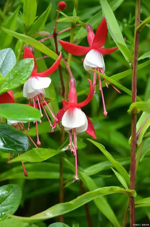 吊钟花这样养,让它在你家中绽放出最美的姿态