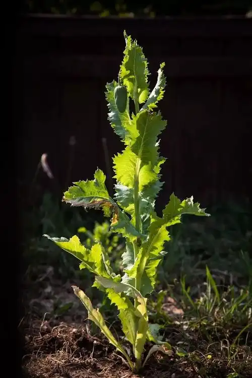 罂粟:带毒的美丽