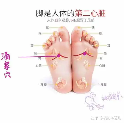 使用足底按摩仪进行足底穴位按摩会强身健体和减肥吗