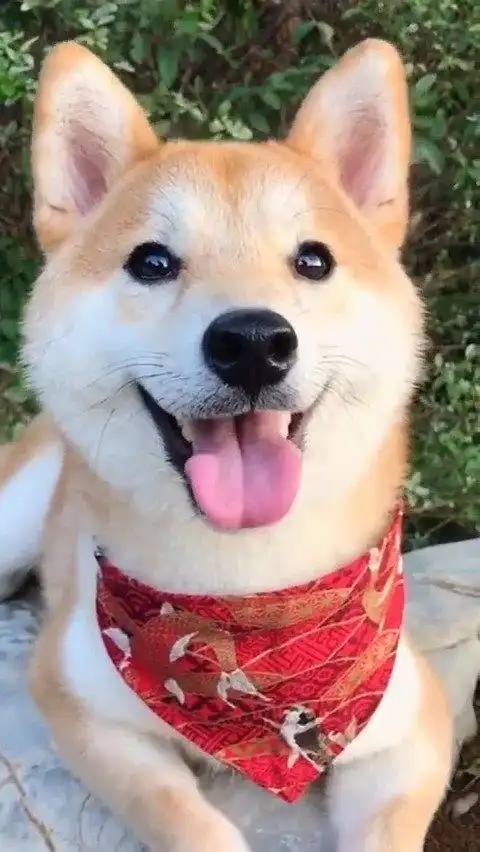 狗子的笑容太治愈了!看完整个人都开心啦!