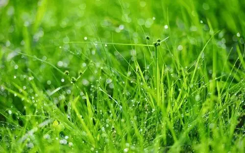 超清护眼绿色植物,高清图片,电脑桌面-壁纸族