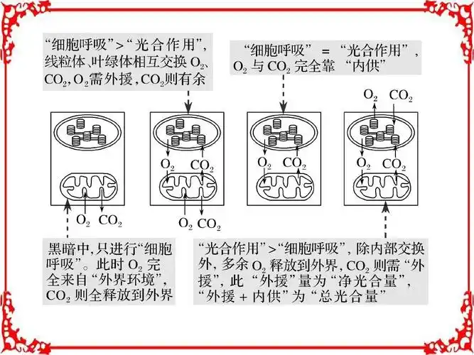 轮复习考点加强课光合作用与呼吸作用的关系及影响考点加强课1答案ppt