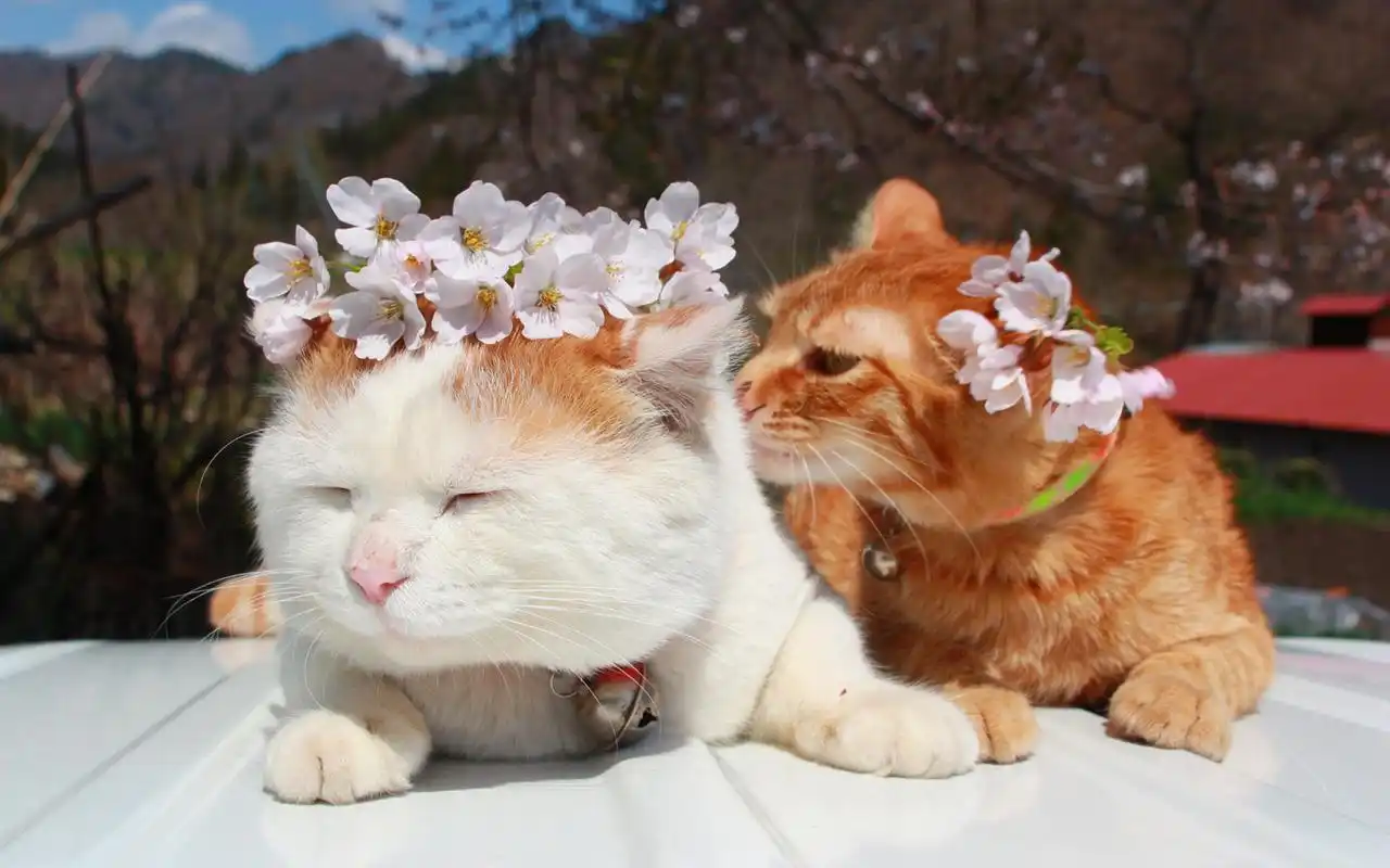 可爱的白色小猫喵星人搞笑卖萌图片桌面壁纸高清