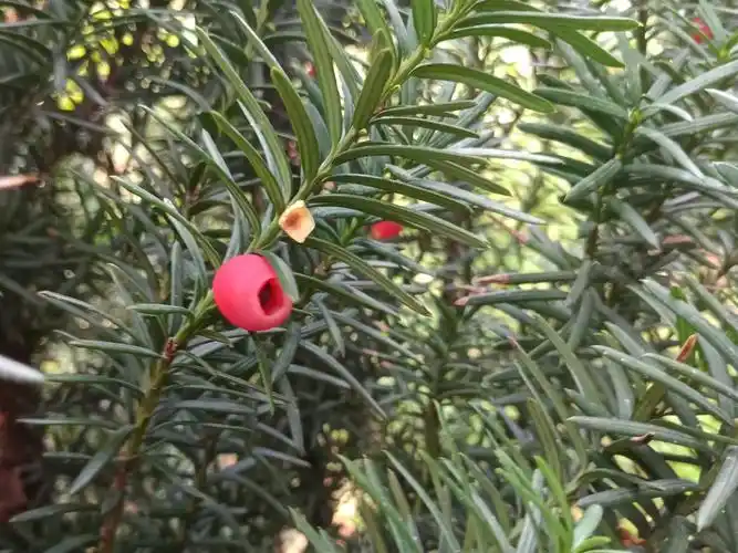 巴音郭楞州正宗红豆杉苗哪里有-找四川伊兰特农业科技发展有限公