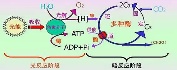 暗反应阶段的含义-爱问教育培训