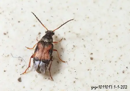 这是什么昆虫 家里经常见 背部有2黑色方块 背部尾部是三角形黑块