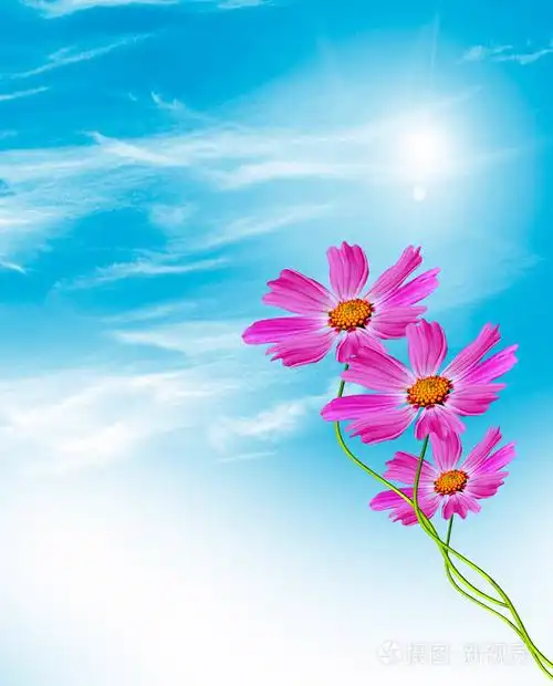 在蓝天白云的背景上的波斯菊花海