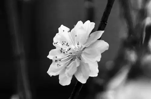 桃花 摄影 黑白写真
