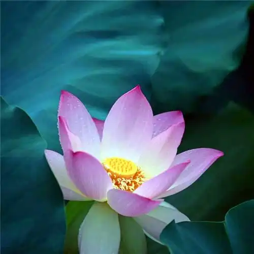 佛系图片头像禅意荷花 独一无二的佛系莲花图片微信头像_微信头像