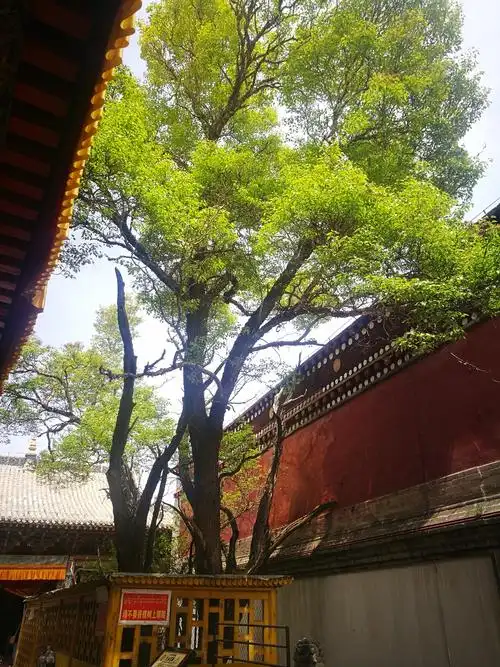 青海行游塔尔寺