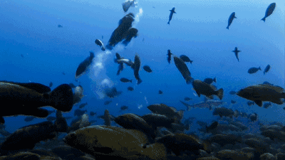 400_225gif 动态图 动图